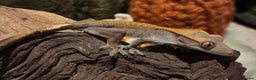 Gecko reptiles for sale: 2 Unsexed Juvenile Crested Gecko’s - Advert 4