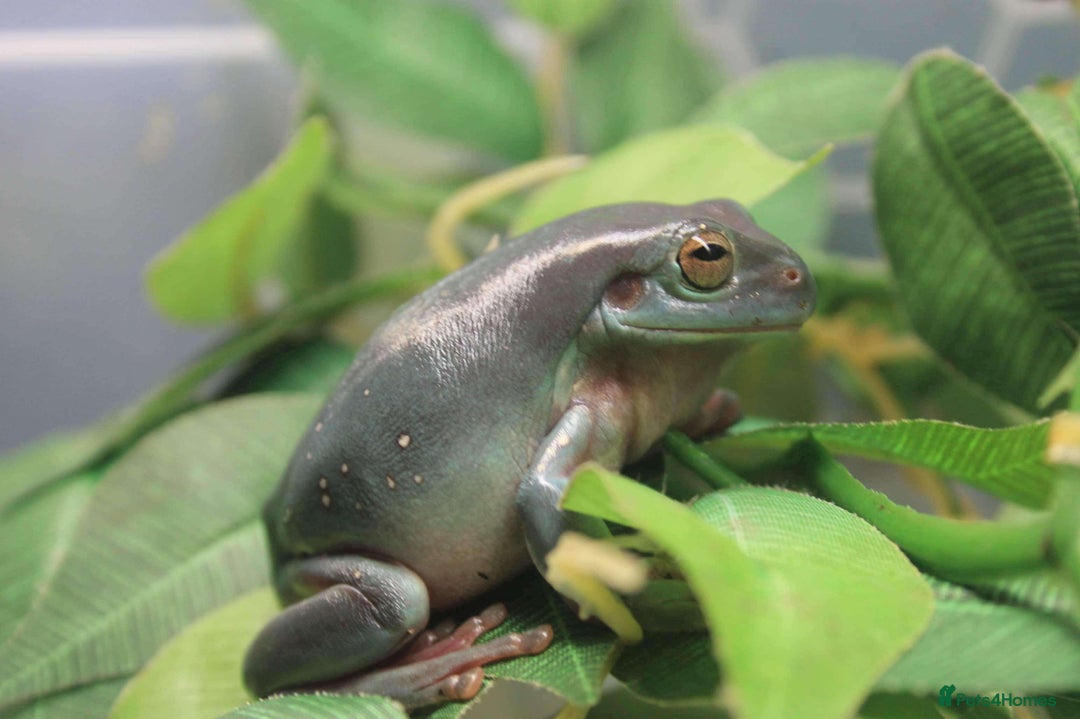 Frog reptiles for sale: Trio of White’s Tree Frogs - Image 3
