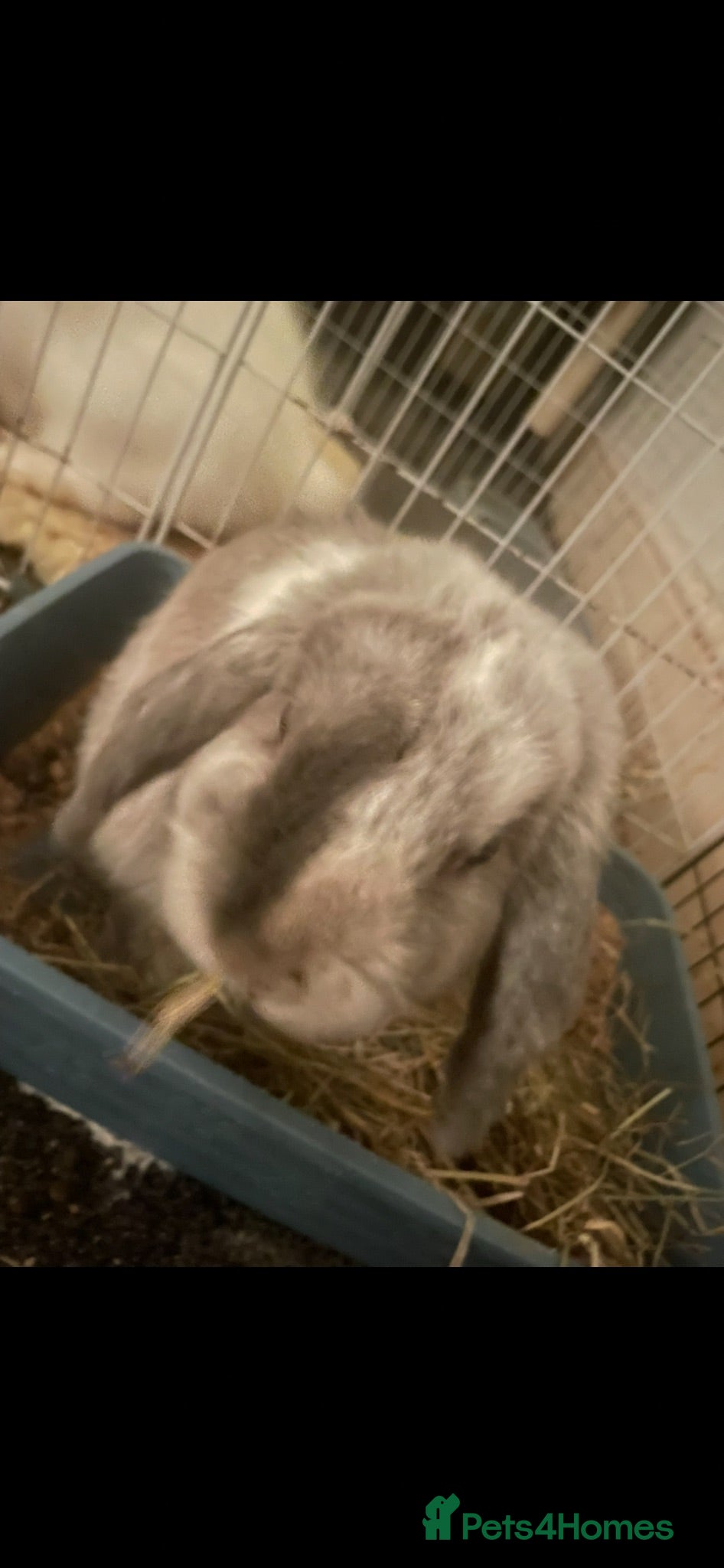 Mini Lop rabbits Pure bred mini lops male - Advert 18