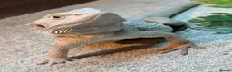 Bearded Dragon reptiles for sale: Hypo Zero Male Bearded dragon  in Middlesbrough - Advert 4