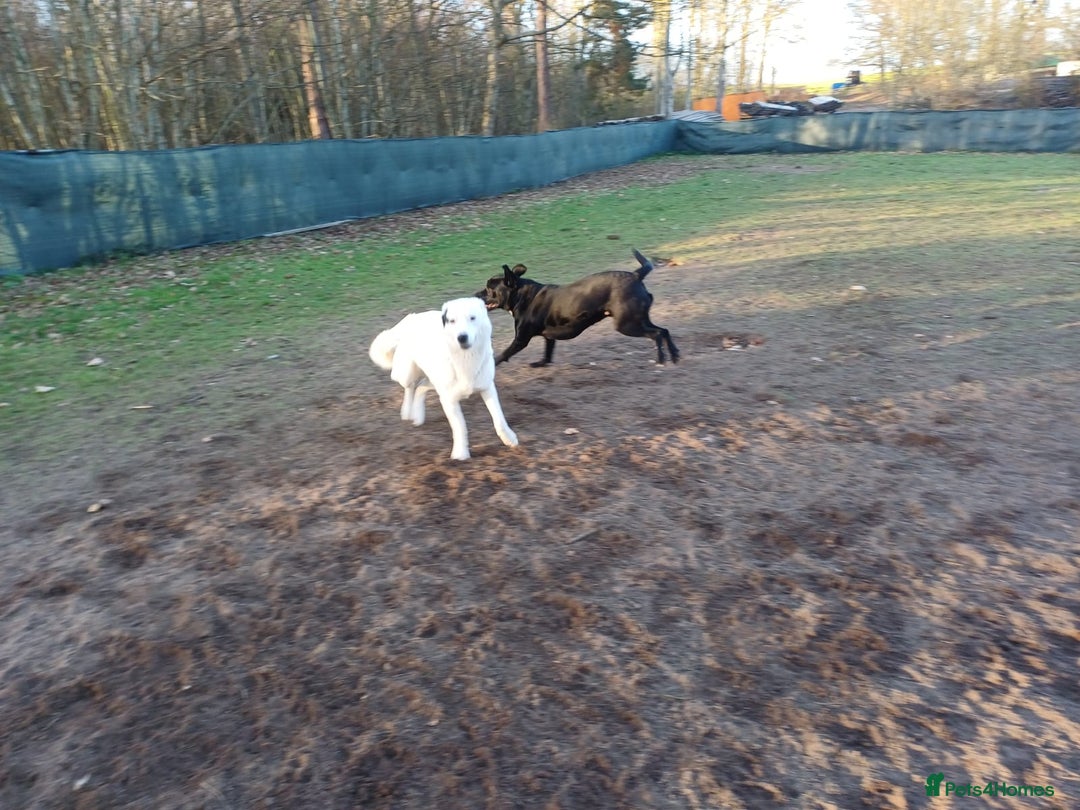 Mixed Breed dogs for adoption: 🌸 MEET BIANCA - a Gentle Girl for a Loving Family - Advert 22