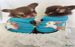 Chihuahua dogs for sale: Gorgeous chocolate Russian lines boy - Image 7