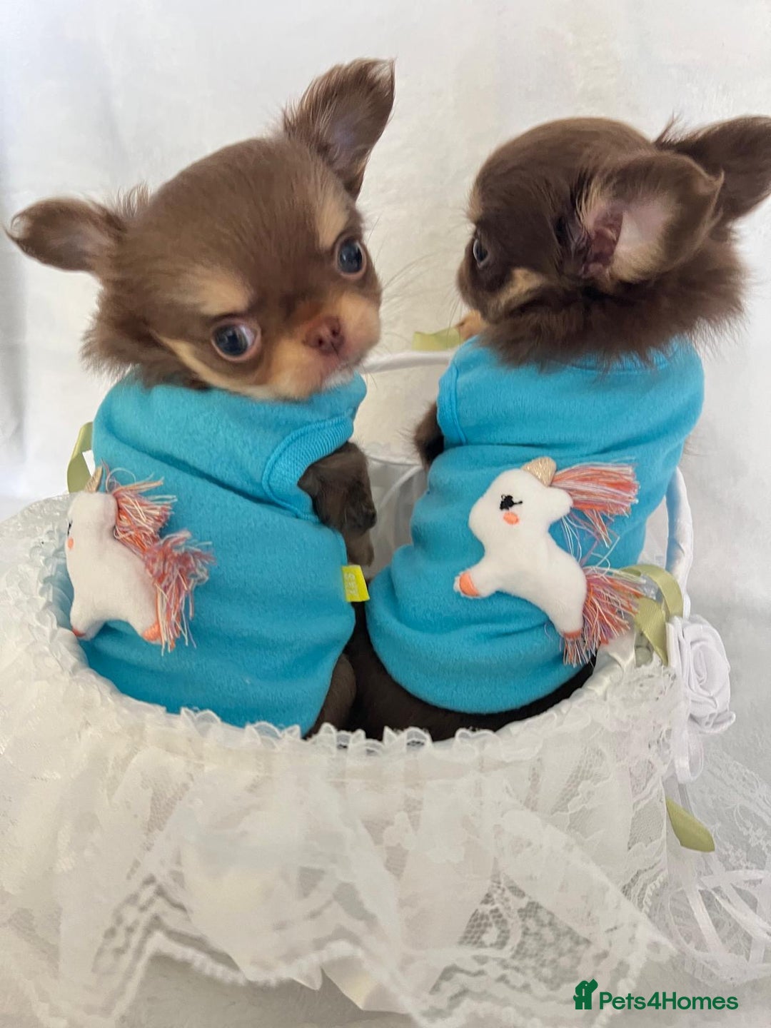 Chihuahua dogs for sale: Gorgeous chocolate Russian lines boy - Image 7