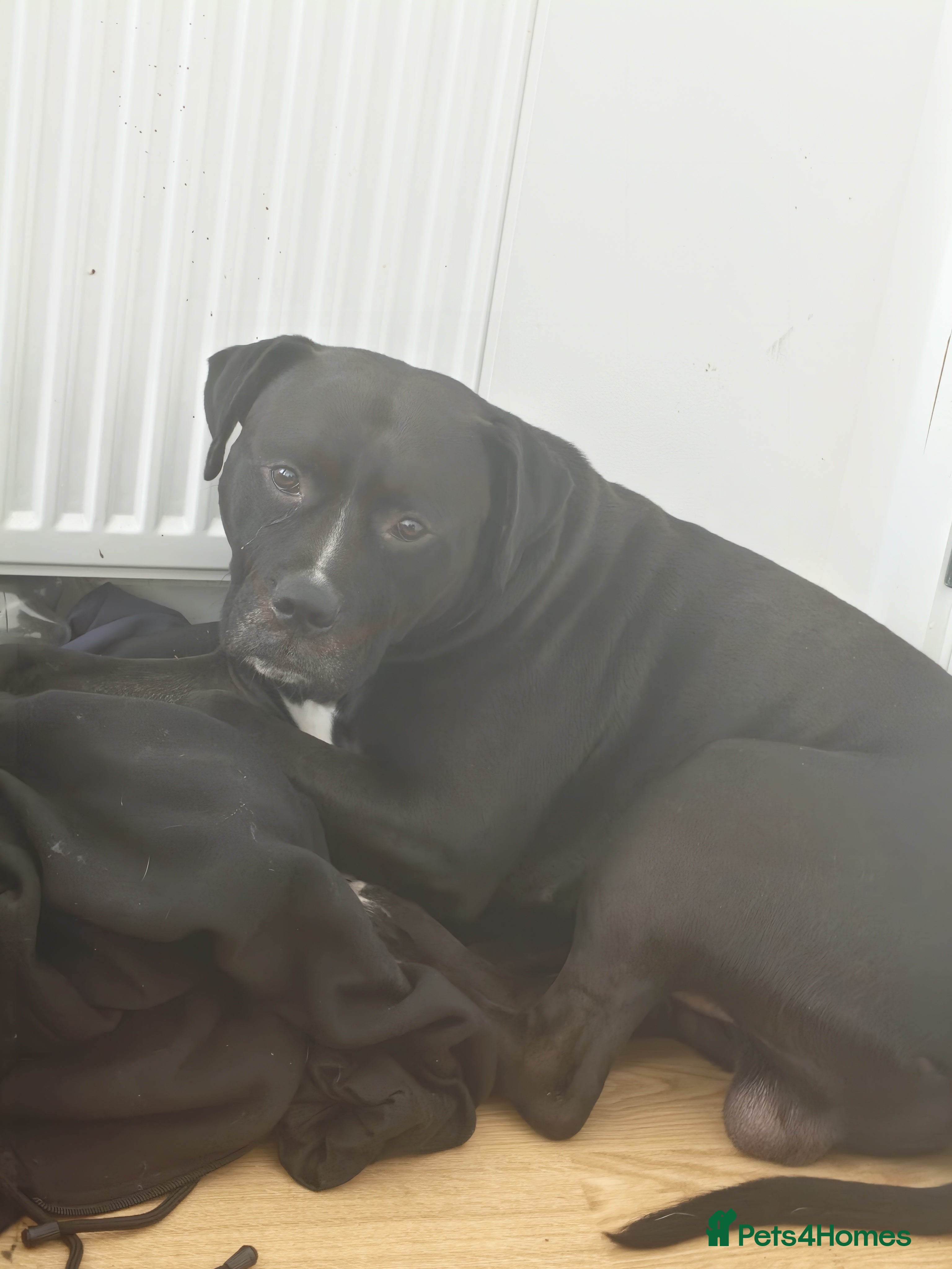 Mixed Breed dogs zeus  - Advert 2