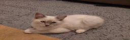 Ragdoll cats for sale: Ragdoll 1 - Advert 8
