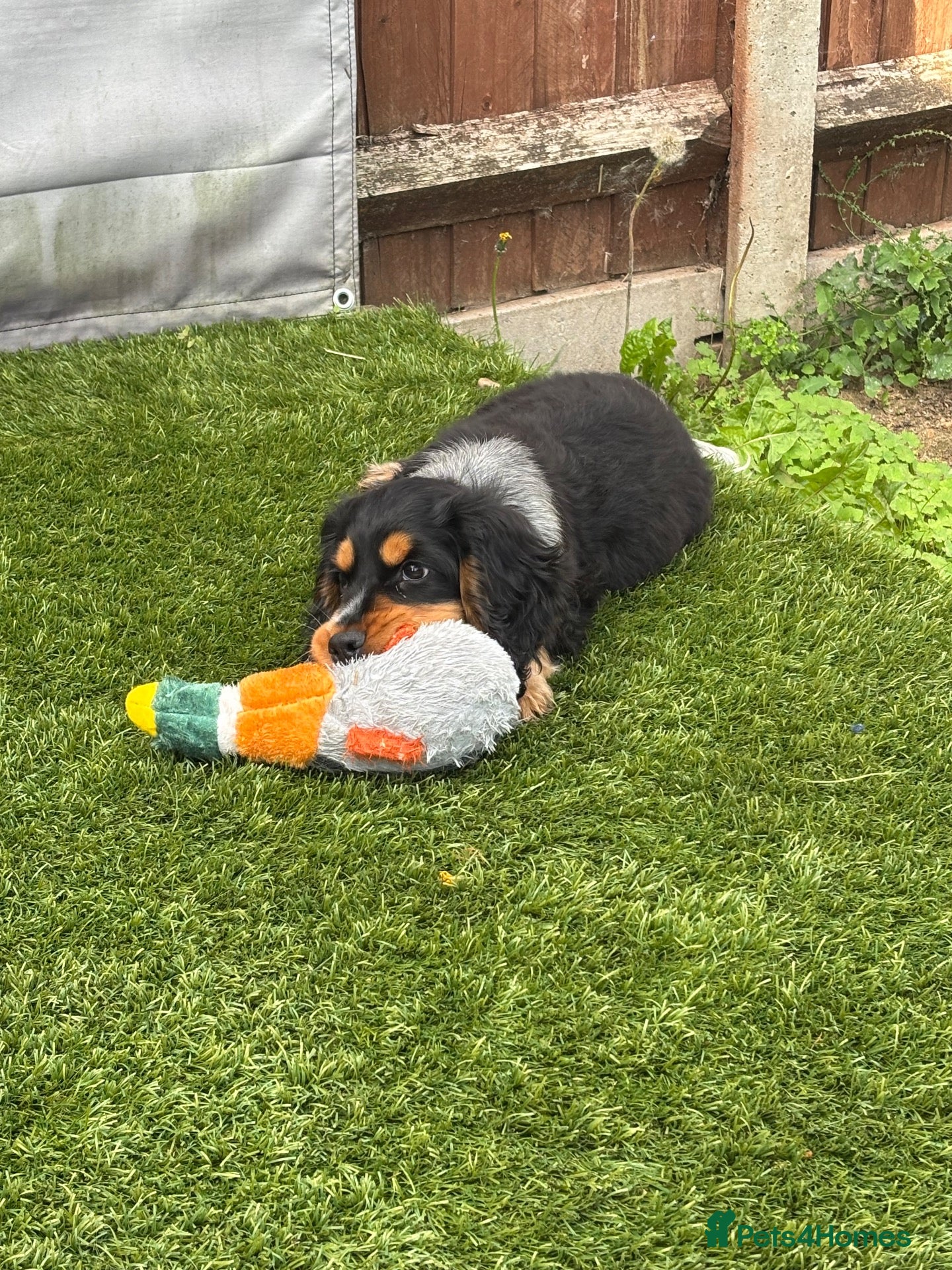 Cocker Spaniel dogs for sale: Show cocker spaniel  - Advert 4