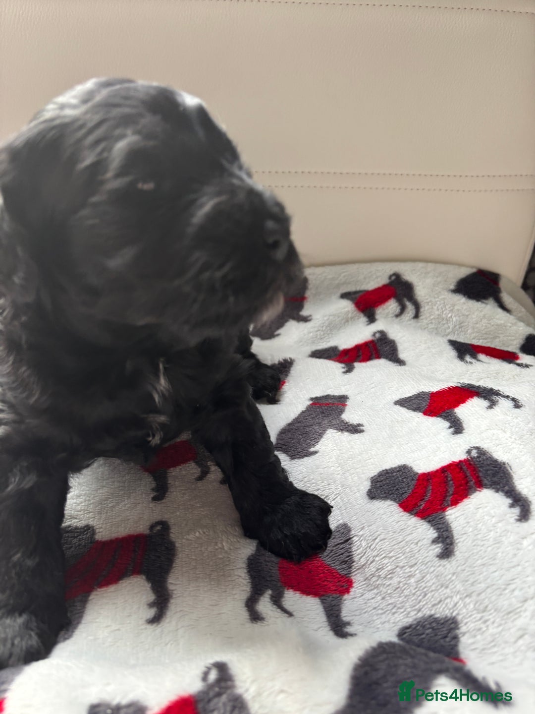 Cockapoo dogs for sale: Adorable F2 Cockapoo Puppies - First Litter  - Advert 12