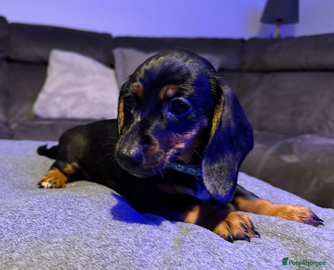 Dachshund dogs for sale: Gorgeous Standard wire haired & smooth Dachshunds - Advert 14