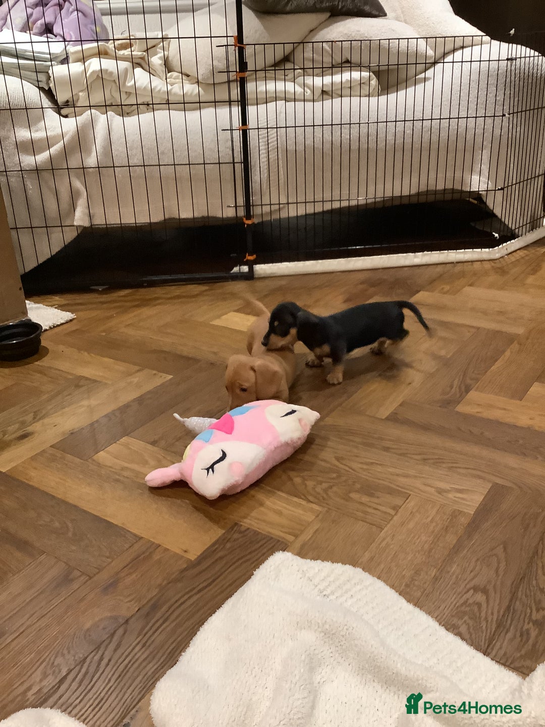 Miniature Dachshund dogs for sale: Miniature dachshund pups.KC REG& Council Licensed  - Image 11