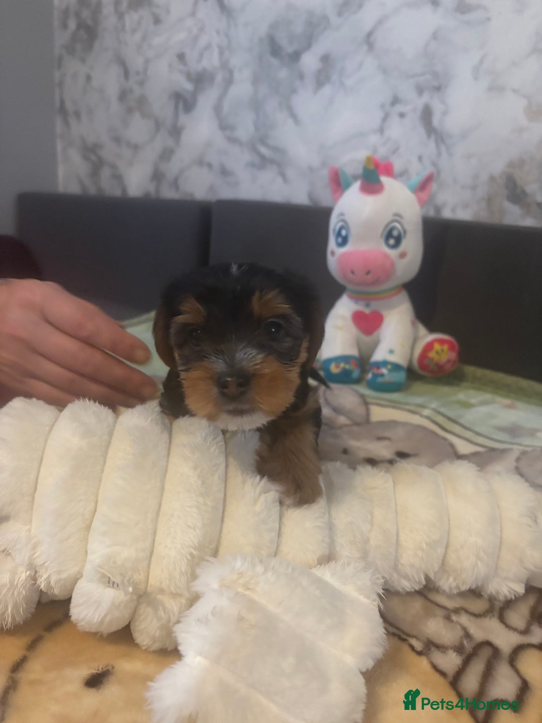 Yorkshire Terrier dogs for sale: Yorkshire Terrier Puppies For Sale - Advert 3