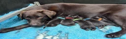 Labrador Retriever dogs for sale: KENNEL CLUB REGISTERED CHOCOLATE LABRADOR PUPPIES  - Advert 20