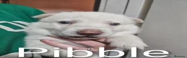 Shepsky 6