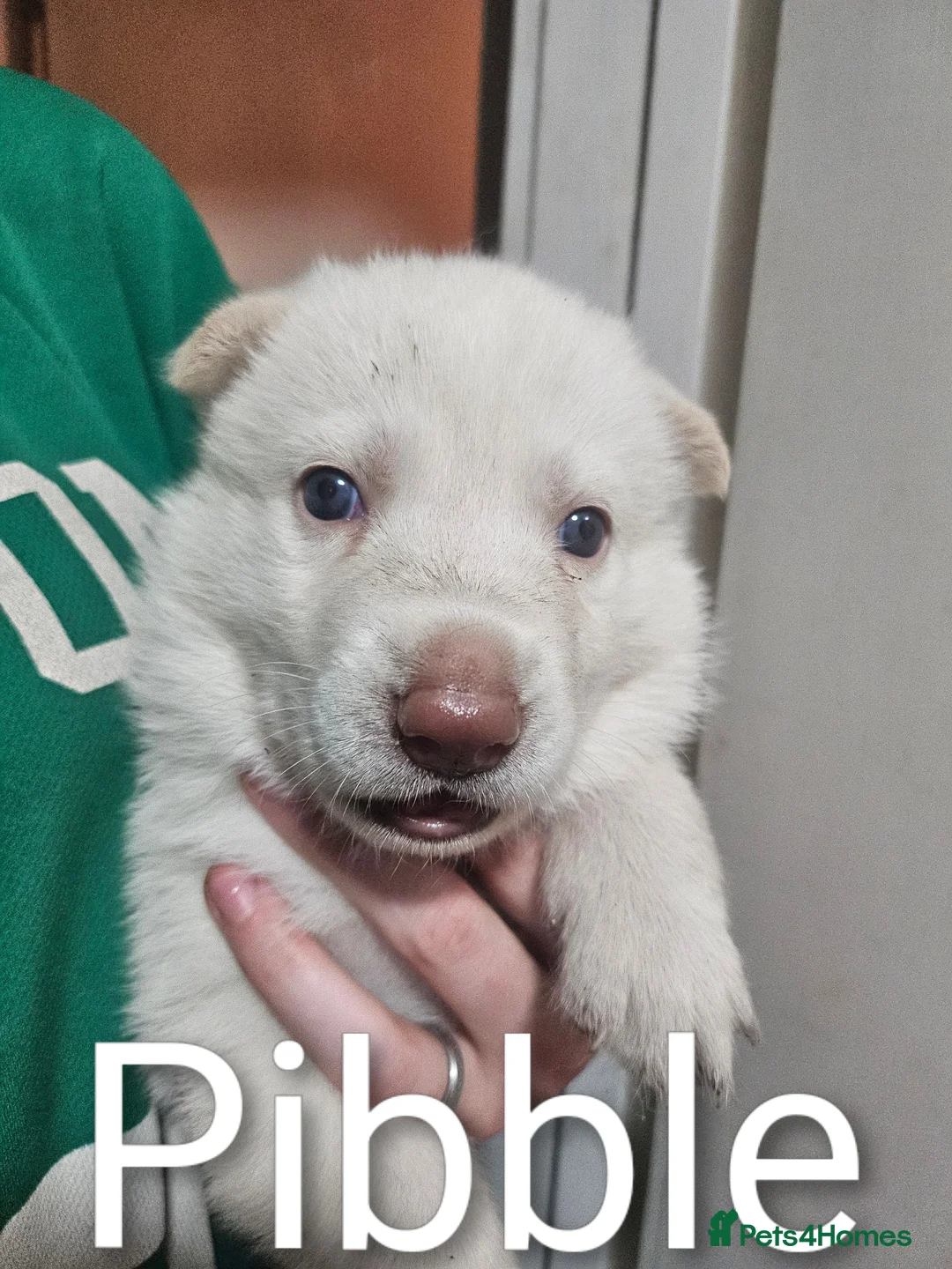 Shepsky dogs for sale: 6 Beautiful Shepsky puppies in Derby - Advert 2