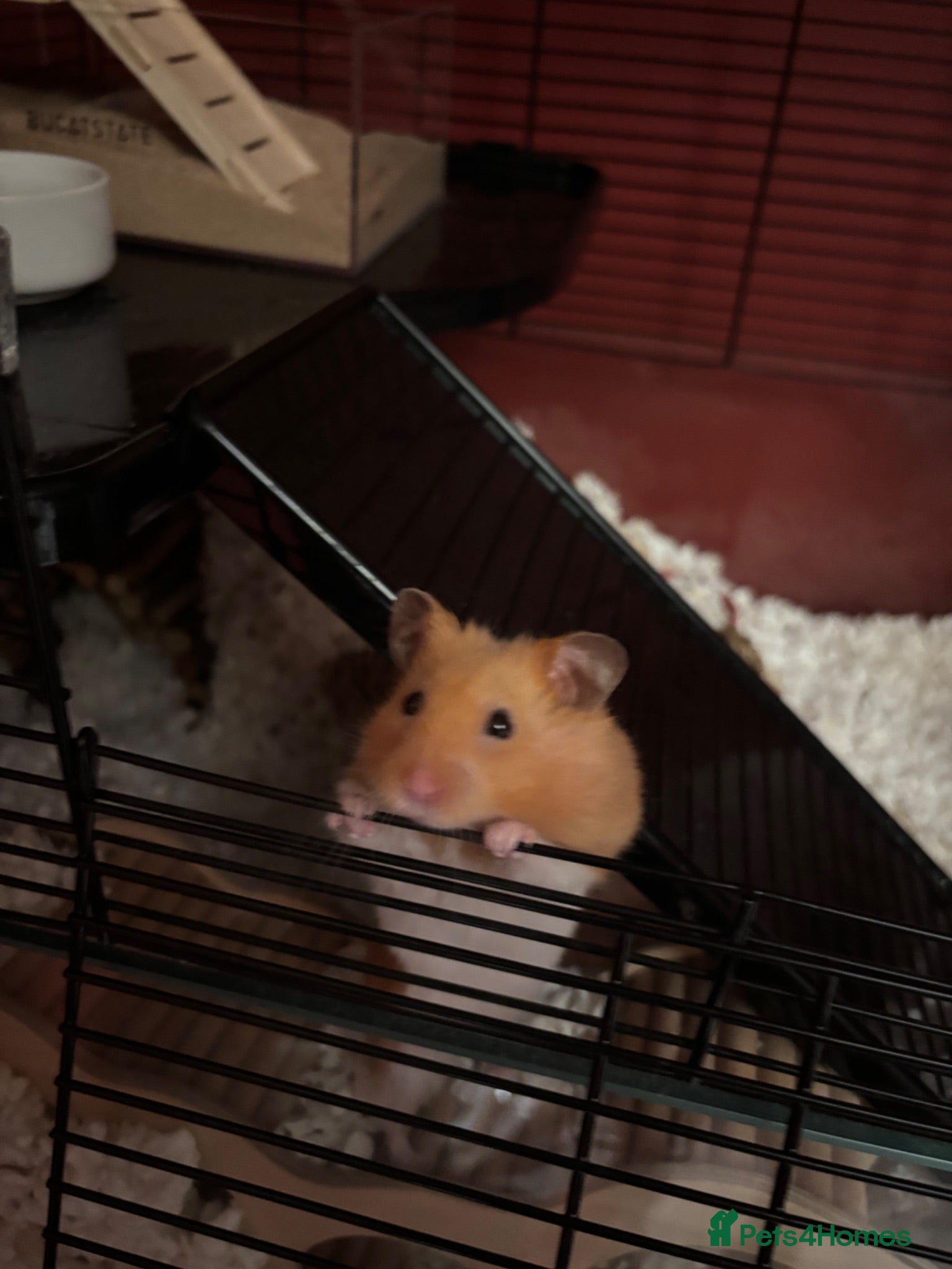 Hamster rodents Timid Syrian boy called Whiskey - Advert 1