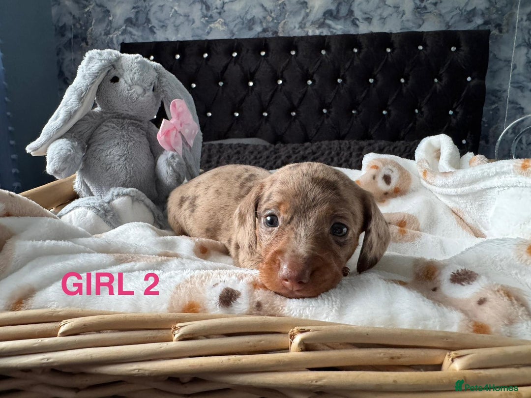 Dachshund dogs for sale: STUNNINGLY,  GORGEOUS DACHSHUND PUPPIES 🐶 😍  - Image 9