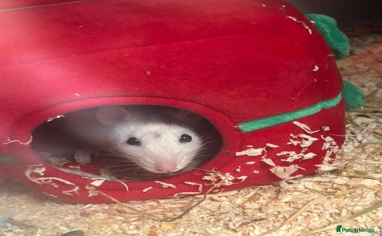 Rat rodents - Advert 10