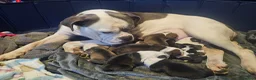 Mixed Breed dogs for sale: Old tyme/ old english bulldogs - Advert 25