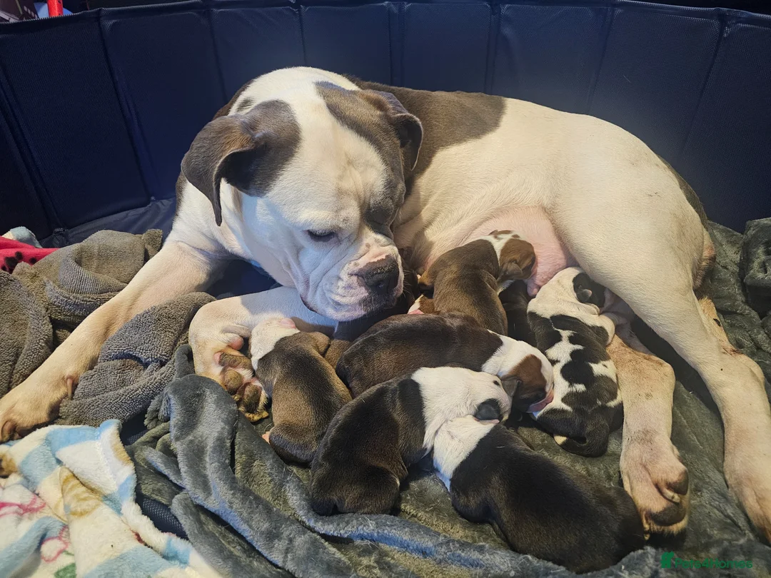 Mixed Breed dogs for sale: Old tyme/ old english bulldogs - Advert 25