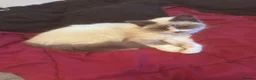 Ragdoll cats for sale: Bicolour male Ragdoll looking to be re homed  - Advert 2