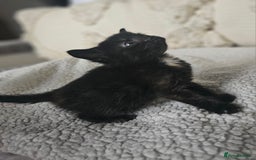 Persian cats for sale: PersianXTortoiseshell Crossbreed Kittens - Image 7
