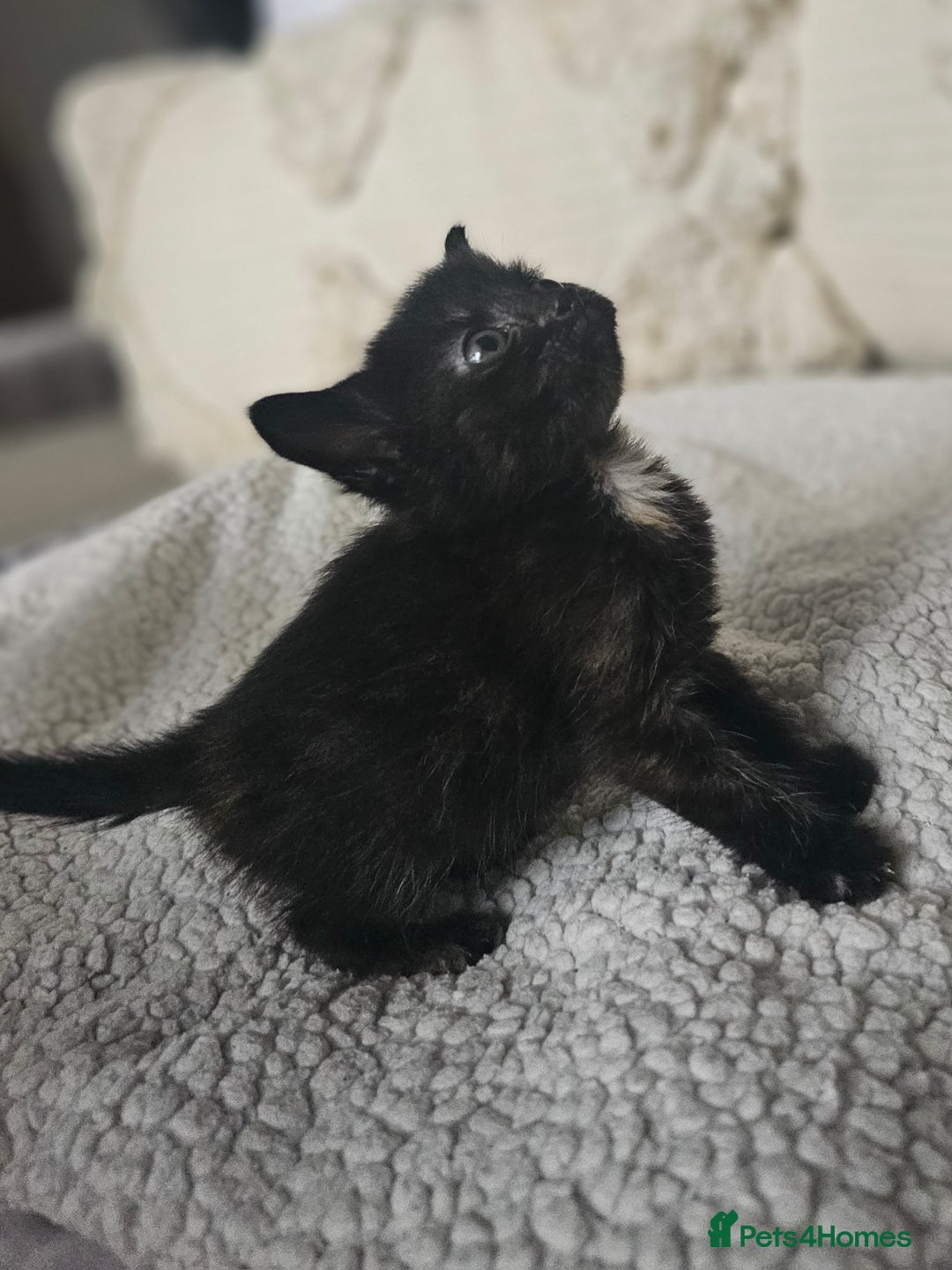 Persian cats for sale: PersianXTortoiseshell Crossbreed Kittens - Image 7