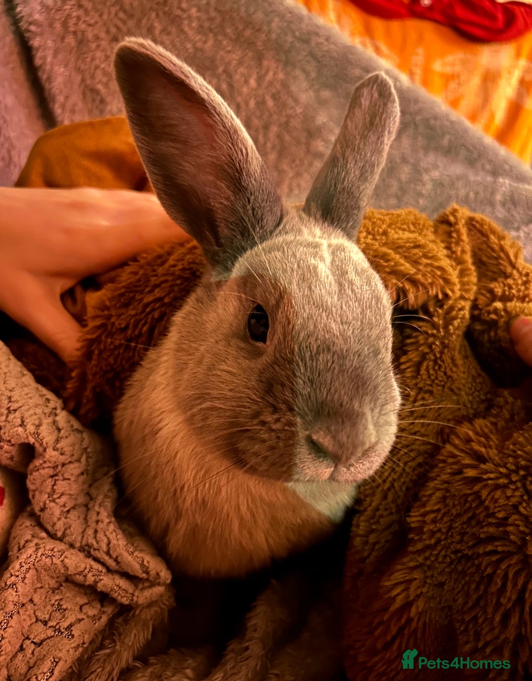 Lionhead rabbits for sale: House rabbits (Must go separate) - Advert 2