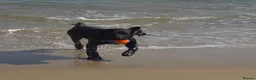Cocker Spaniel dogs for stud: Cocker spaniel English - Advert 9