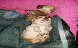 Mixed Breed dogs for sale: Male Chihuahua puppies for sale - Advert 10