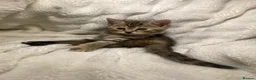 British Shorthair cats for sale: British Shorthair Adorable Kitten Ready Now - Advert 2