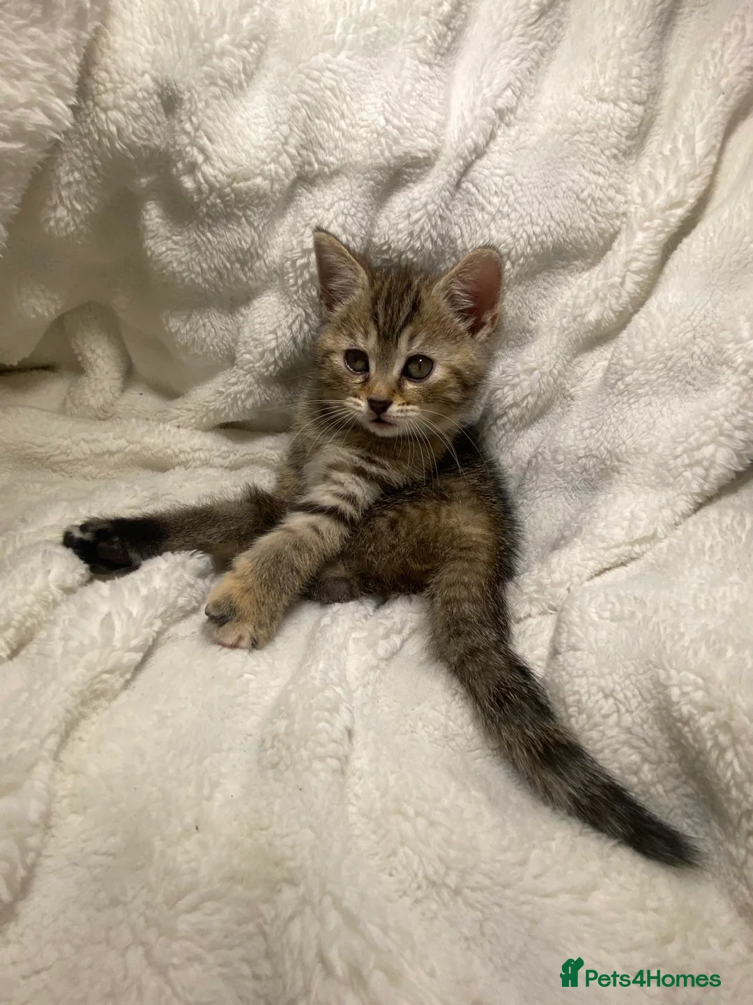 British Shorthair cats for sale: British Shorthair Adorable Kitten Ready Now - Advert 2