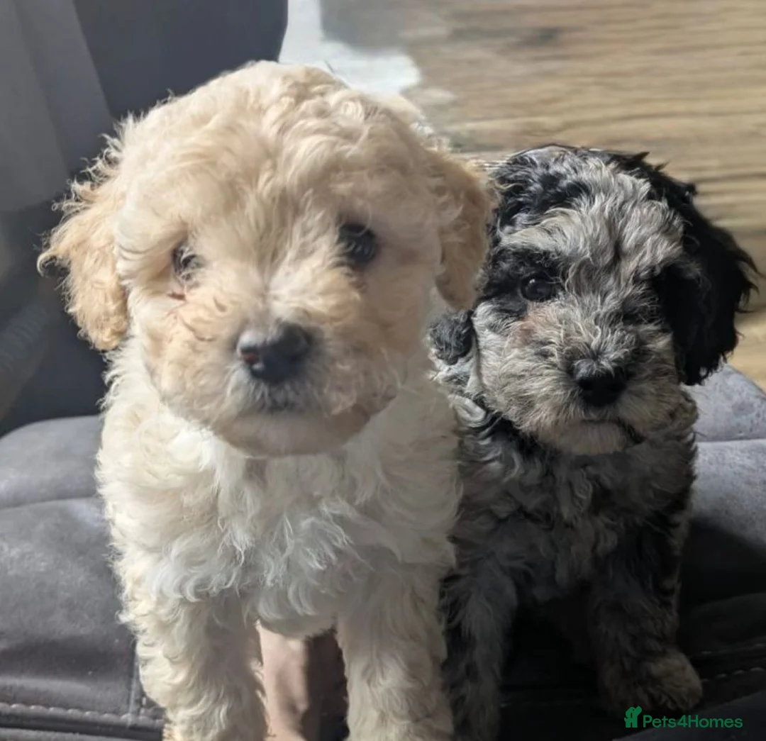 Shihpoo dogs for sale: Adorable Shihpoo Puppies Ready for Loving Homes in Leicester - Advert 1