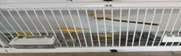 Canaries birds for sale: Canary  in Wednesbury - Advert 3