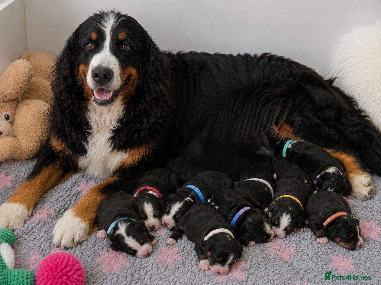 Bernese Mountain Dog dogs KC Registered Bernese Mountain Dog Puppies - Advert 1