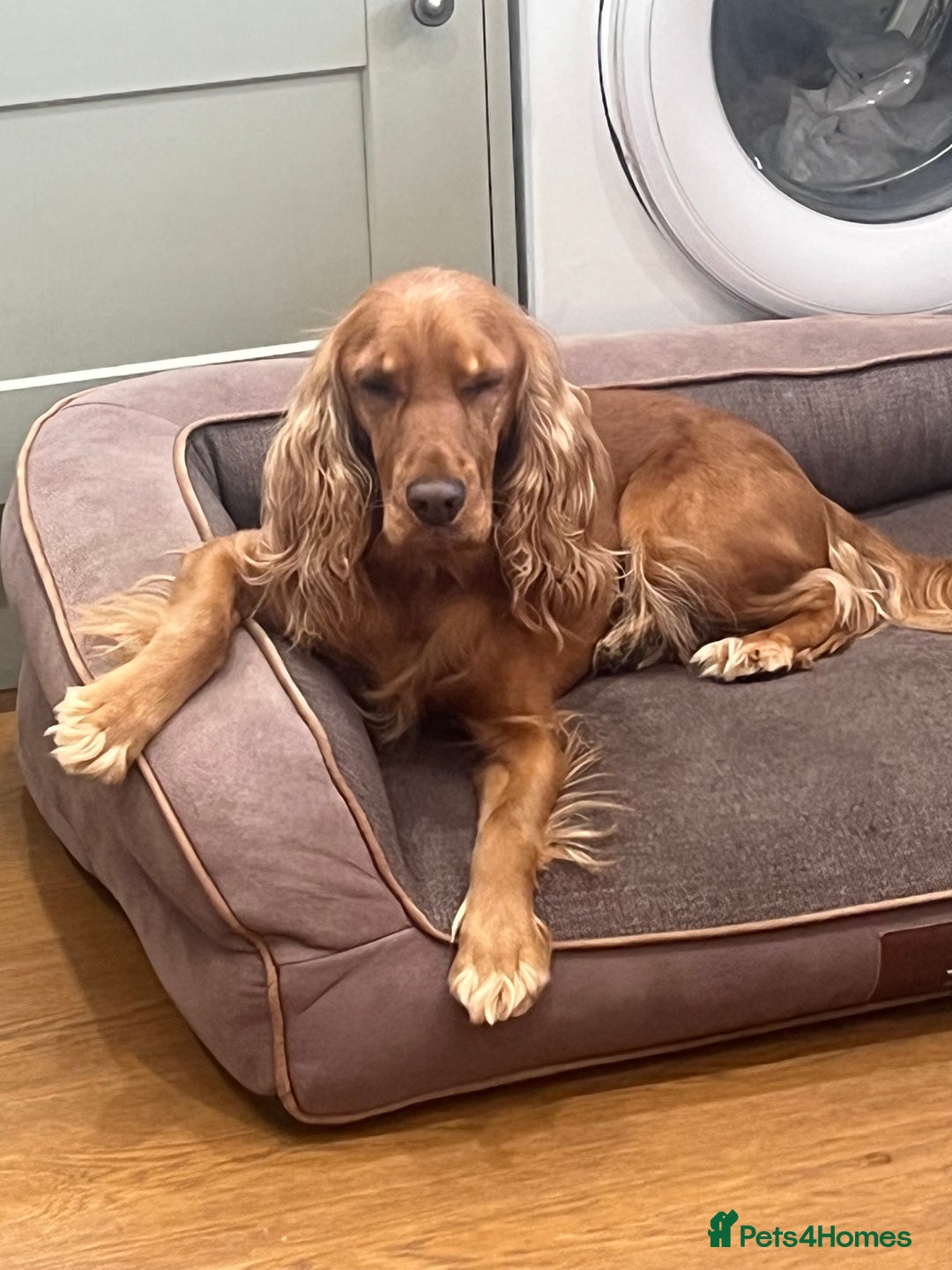 Cocker Spaniel dogs for sale: Loving cocker spaniel - Image 4