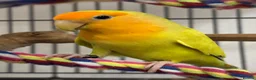 Lovebirds birds for sale: Semi tame Rosy-Faced Lovebird in Stoke-on-Trent - Advert 3