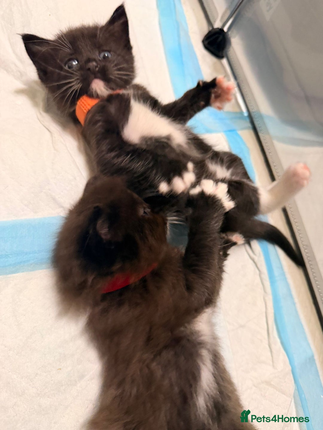 Ragdoll cats for sale: Ragdoll mix kitten - 5 Boys - Advert 21