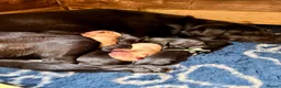 Labrador Retriever dogs for sale: Labrador Retriever, Red Fox, Black KC Registered - Advert 16