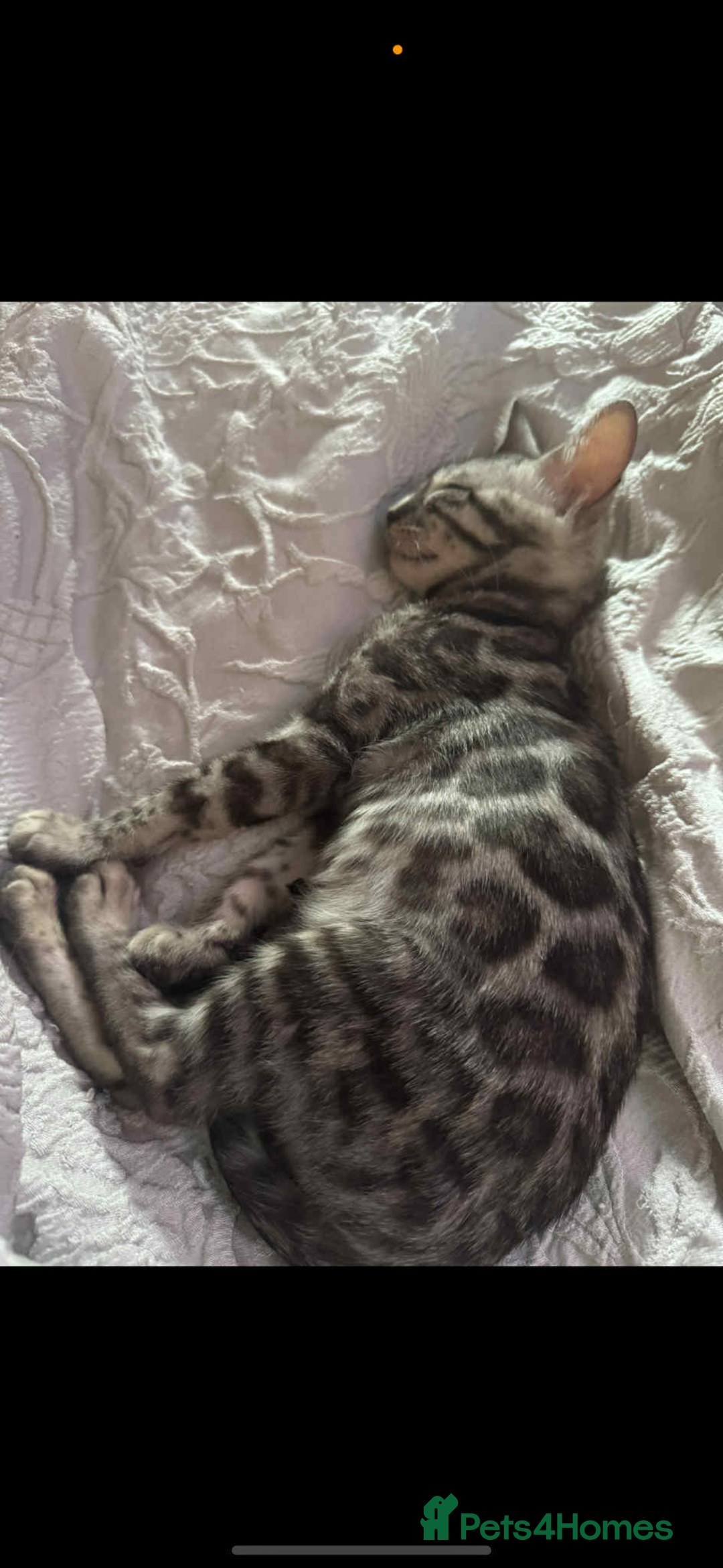 Ragdoll cats for sale: Ragdoll and Bengal  - Image 3