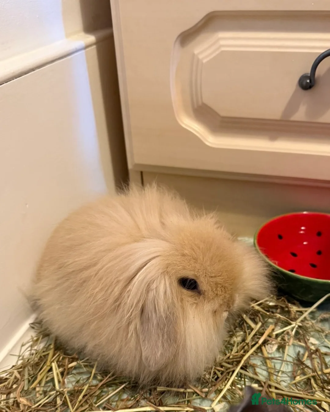 Mini Lion Lop rabbits for sale: Adorable Lionhead Mini Lop Baby Bunny for sale - Advert 1