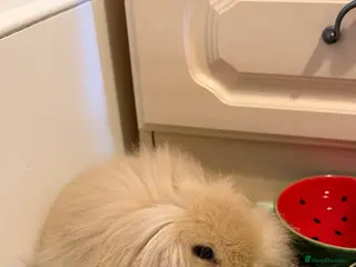 Mini Lion Lop rabbits Adorable Lionhead Mini Lop Baby Bunny for sale - Advert 1