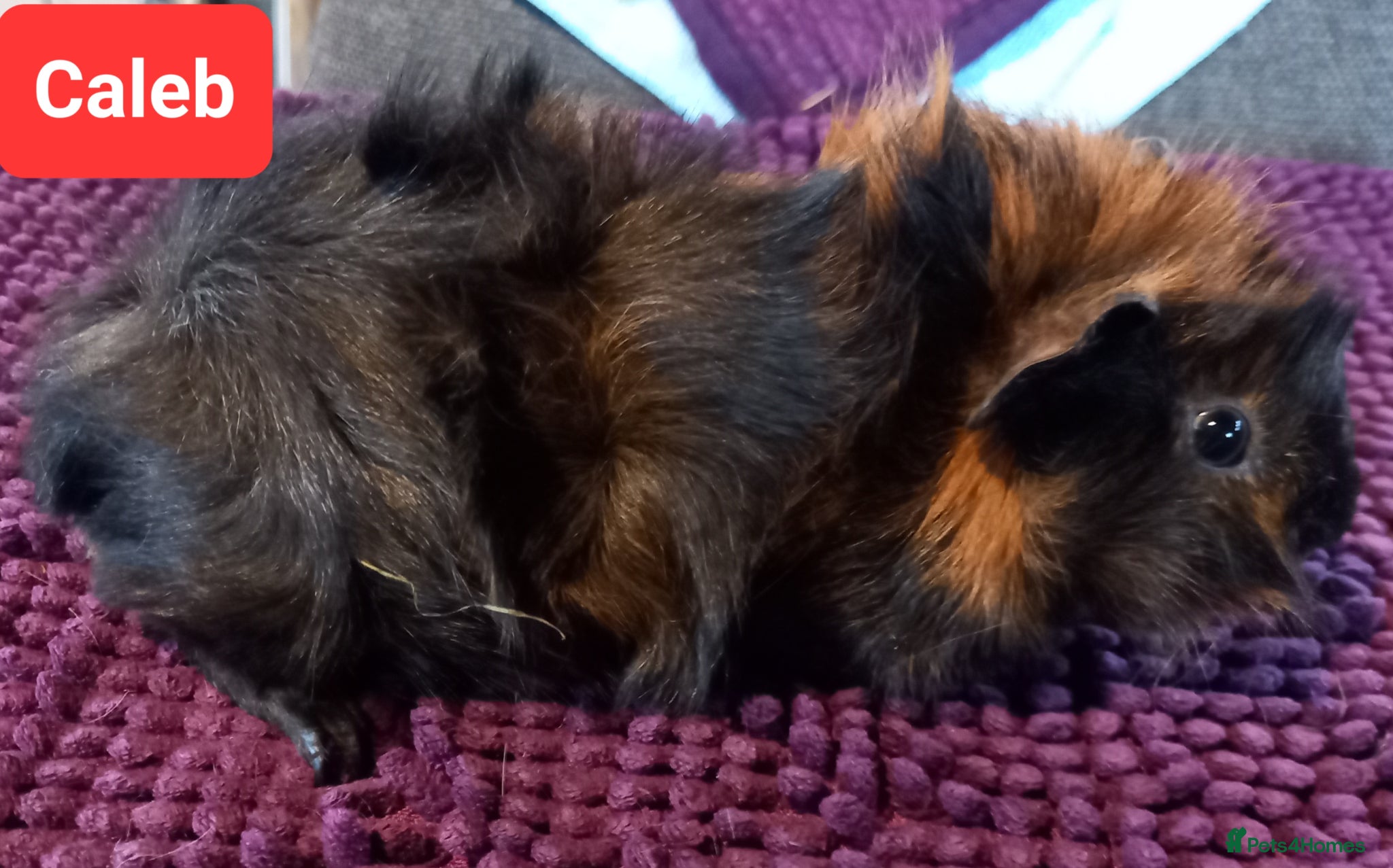 Guinea Pig rodents Aby type pet boars - Advert 6