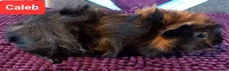 Guinea Pig rodents for sale: Aby type pet boars - Advert 1