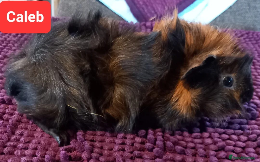 Guinea Pig rodents for sale: Aby type pet boars - Advert 1