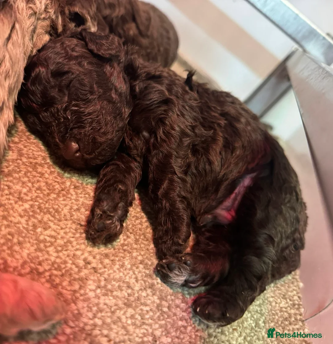 Cockapoo dogs for sale: Stunning F1bb toy cockerpoo puppies - Advert 5