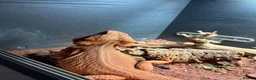 Bearded Dragon reptiles for sale: Bearded Dragon  in Staines - Advert 4