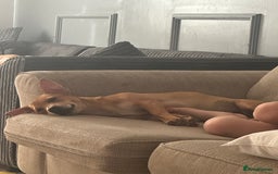Mixed Breed dogs for sale: Little girl ❤️  - Image 4