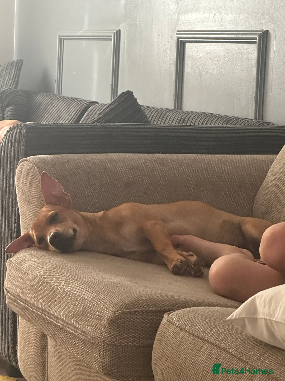 Mixed Breed dogs for sale: Little girl ❤️  - Image 4