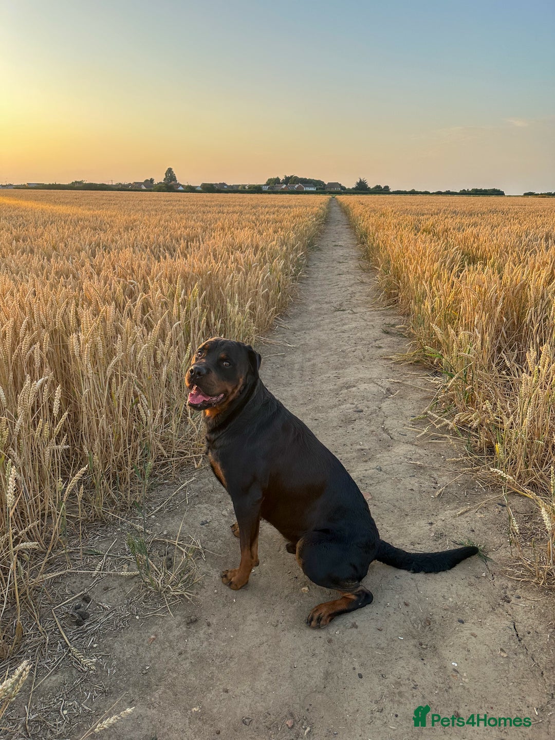 Rottweiler dogs for stud: Champion Rottweiler for Stud - Image 4