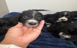 Cockapoo dogs for sale: Beautiful Cockapoo puppies!  - Image 9