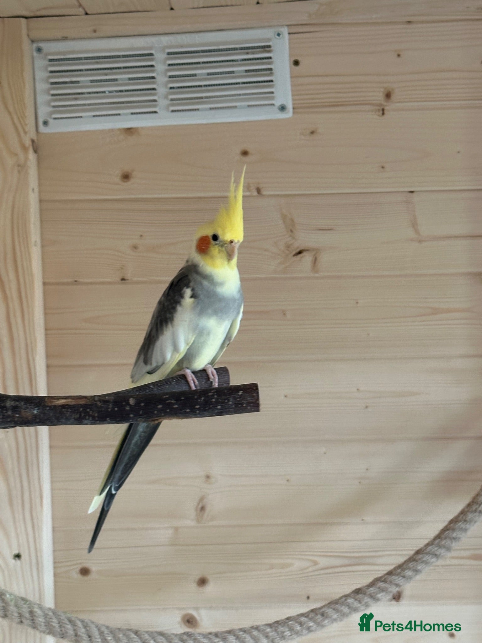 Cockatiels birds Young Cockatiels - Advert 20